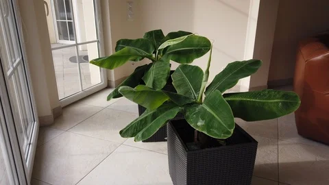 TIMELAPSE || Plants 01 || UHD Video stock 102056743