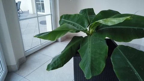 TIMELAPSE || Plants 02 || UHD Stock Footage 102104129