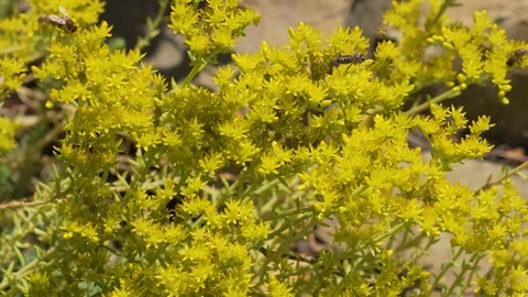 Timelapse Pollination Bees Work 動画素材 94485289