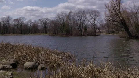Timelapse of Pond, Trees, Clouds, and Wildlife - zooming out Stock Footage 4819253