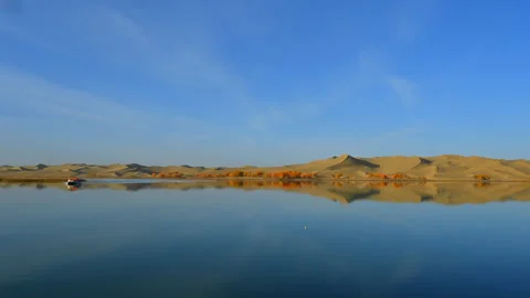 Timelapse of Populus Euphratica Forest in Taklamakan Desert, Yuli, Xinjiang Stockbeeldmateriaal 343835798