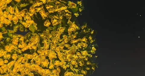 Timelapse of Potassium dichromate crystallization under polarized light Stock Footage 116464434