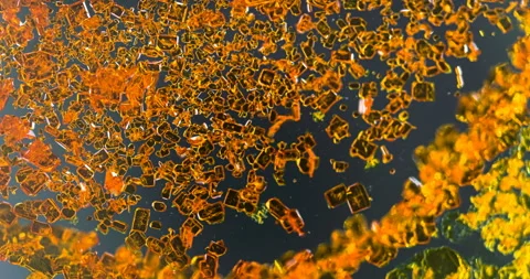 Timelapse of Potassium dichromate crystallization under polarized light Stock Footage 116468653