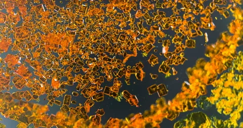 Timelapse of Potassium dichromate crystallization under polarized light Stock Footage 116468684