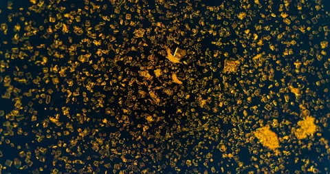 Timelapse of Potassium dichromate crystallization under polarized light Stock Footage 116469031