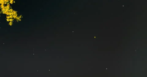 Timelapse of Potassium dichromate crystallization under polarized light Stock Footage 116469488