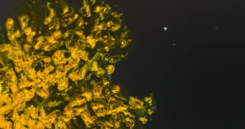 Timelapse of Potassium dichromate crystallization under polarized light Stock Footage 116469706