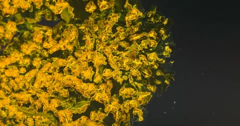 Timelapse of Potassium dichromate crystallization under polarized light Stock Footage 116469730