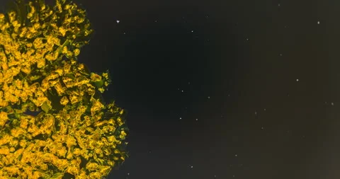 Timelapse of Potassium dichromate crystallization under polarized light Stock Footage 116469852