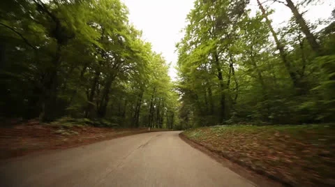 Timelapse POV In Forest Video stock 24583719