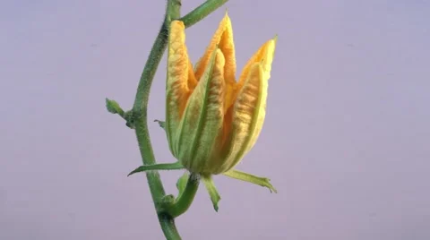 Timelapse of pumpkin flower blooming Stock Footage 43963820