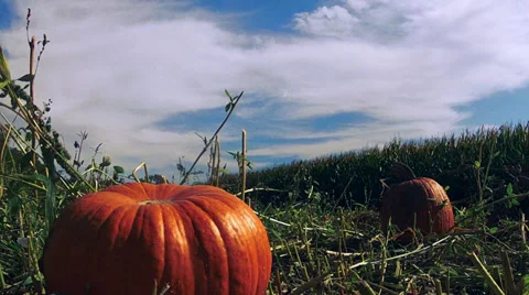 Timelapse: Pumpkins with corn field Stock Footage 32131619