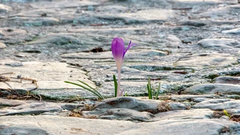 Timelapse, Purple crocus breaks through the rocky road, symbolising the power of Video stock 304289710