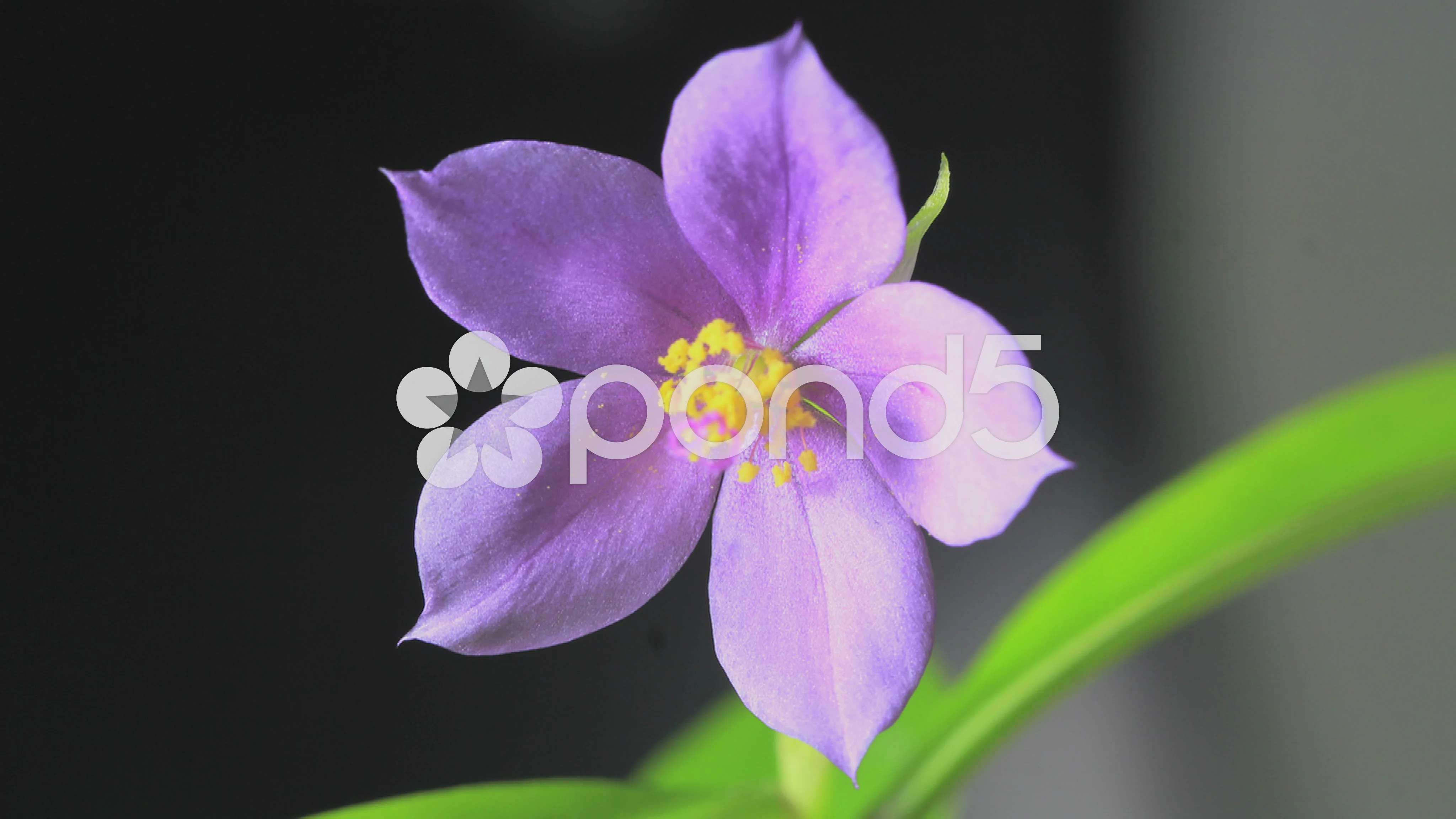 Timelapse Purple Flower Blooming On