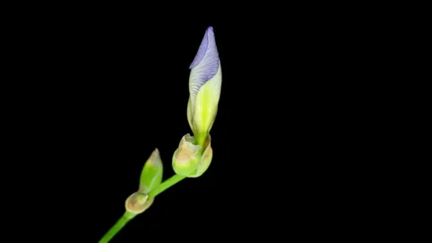 Timelapse of purple iris flower blooming with delicate petals against a black Stock-Footage 320163991