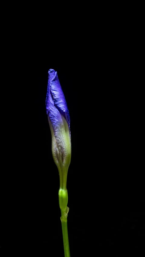 Timelapse of a purple iris flower opening and rotating on a black... Stock Footage 340116010