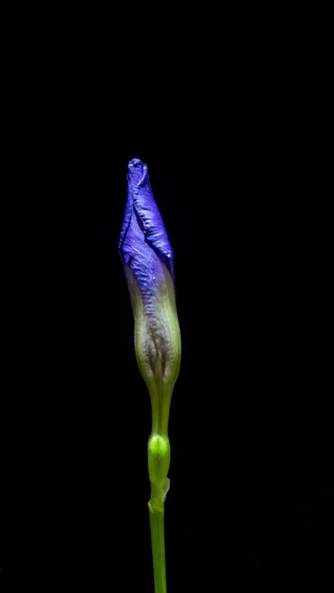 Timelapse of a purple iris flower opening and rotating on a black... Stock Footage 344744820