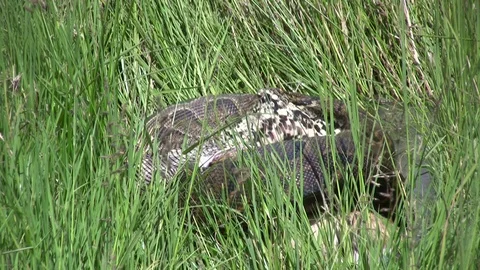 A timelapse of a python killing a thompson gazelle. 動画素材 87224714