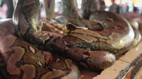 Timelapse of python snake meat display at exotic asian market Stock Footage 272190610