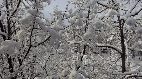 Timelapse quarantine coronavirus tree branches winter snow birds Stock-Footage 127129720