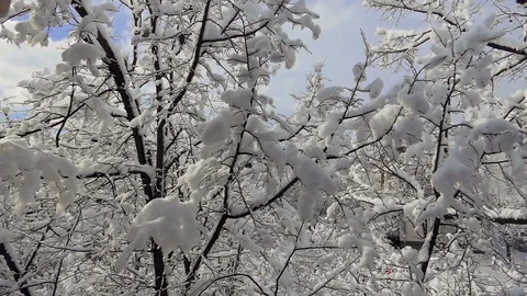 Timelapse quarantine coronavirus tree branches winter snow birds Stock Footage 127130740