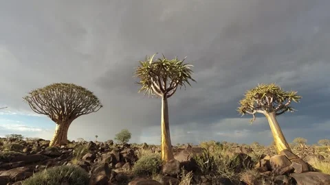 Timelapse Quiver Tree Forest Namibia Dramatic Rain Clouds Keetmanshoop in 4K Stock Footage 337624176