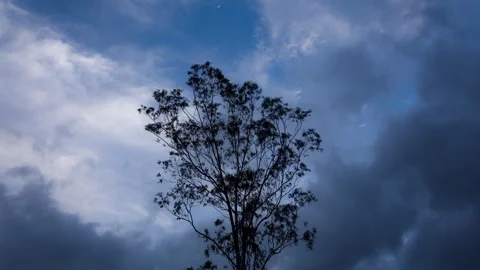 Timelapse - Rainy and dramatic clouds behind a tree 4K30 Stock Footage 271198890