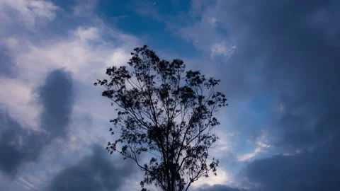 Timelapse - Rainy clouds and moon behind a tree 4K30 Stock Footage 271198784