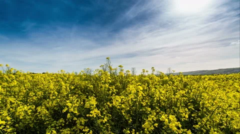 Timelapse of rapeseed crop fields Stock Footage 49999548