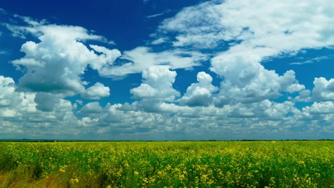Timelapse of a rapeseed field and cloudy sky, bright sunny day Stock Footage 156647869