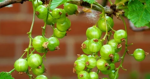 Timelapse of red currant Stock Footage 89896084