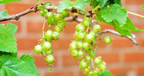 Timelapse of red currant Stock Footage 89896094