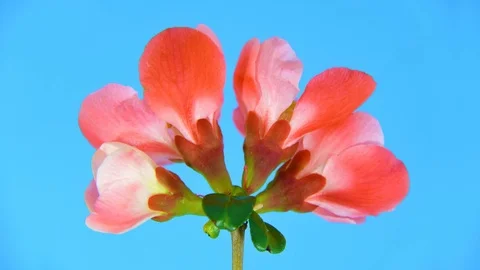 Timelapse red flowers on blue 4k Video stock 79665932