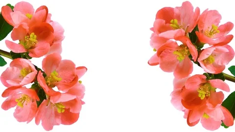 Timelapse red flowers on white 4k Stock Footage 79666176