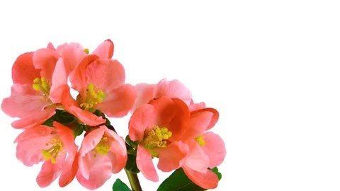 Timelapse red flowers on white Stock Footage 79666261