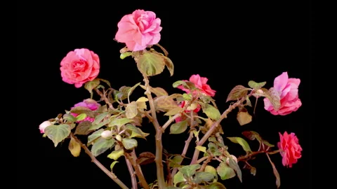 Timelapse of Red Impatiens Flowers Opening Stock Footage 299599272