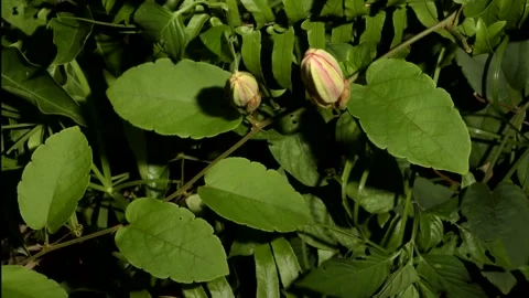 Timelapse, Red Passion Flower Stock Footage 130926904
