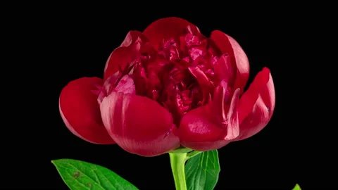 Timelapse of red peony flower blooming on black background. Blooming peony Stock Footage 155382277