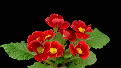 Timelapse of Red Primula ( Primrose ) Flower Blooming Видео 150226114
