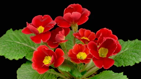 Timelapse of Red Primula ( Primrose ) Flower Blooming Stock Footage 151099318