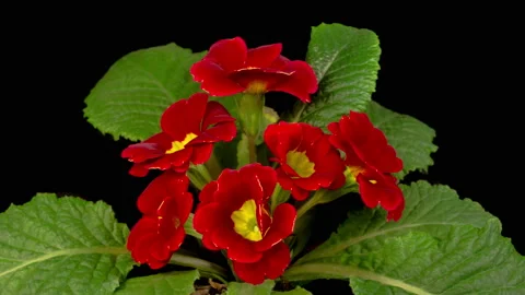 Timelapse of Red Primula ( Primrose ) Flower Blooming Stock-Footage 152518206