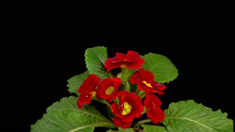 Timelapse of Red Primula ( Primrose ) Flower Blooming Stock Footage 152902942