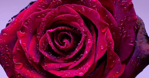 Timelapse of a red rose flower with drops, close up. 4K resolution. Stock Footage 130142411