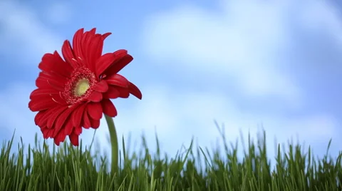 Timelapse of red sunflower Stock-Footage 61664088