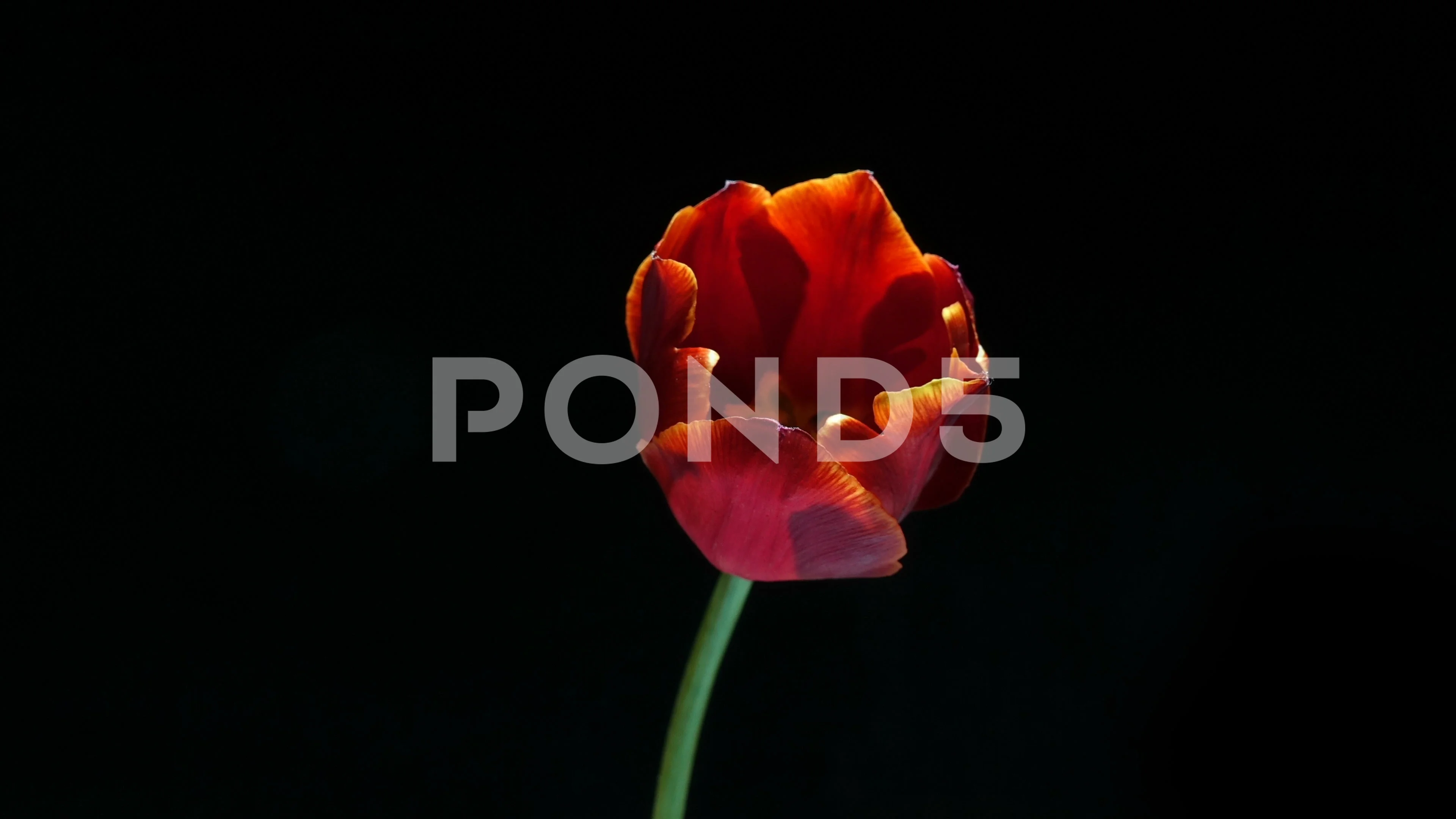 Timelapse Of Red Tulip Flower Blooming On Black Background Alpha