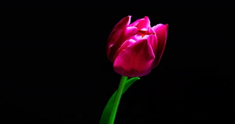 Timelapse of red tulip flower blooming on black background, Stock Footage 106934976