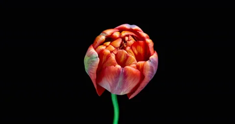 Timelapse of red tulip flower blooming on black background, Stock Footage