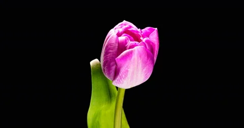 Timelapse of red tulip flower blooming on black background, Stock Footage 127934961