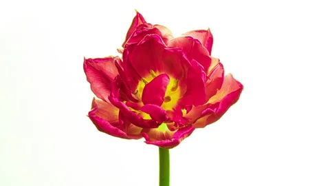 Timelapse of red tulip flower blooming on white background. Easter, spring Stock Footage 229807855