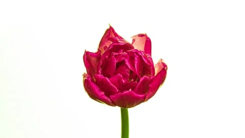 Timelapse of red tulip flower blooming on white background, Timelapse of red Stock Footage 239304011